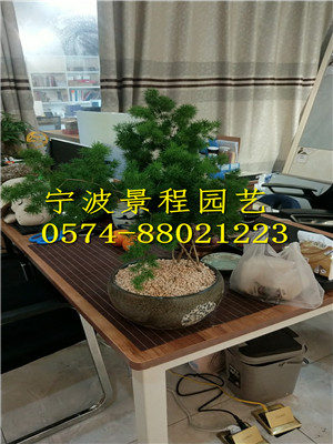 蓬萊松
